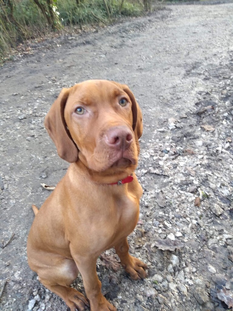 gordon setter breeders near me